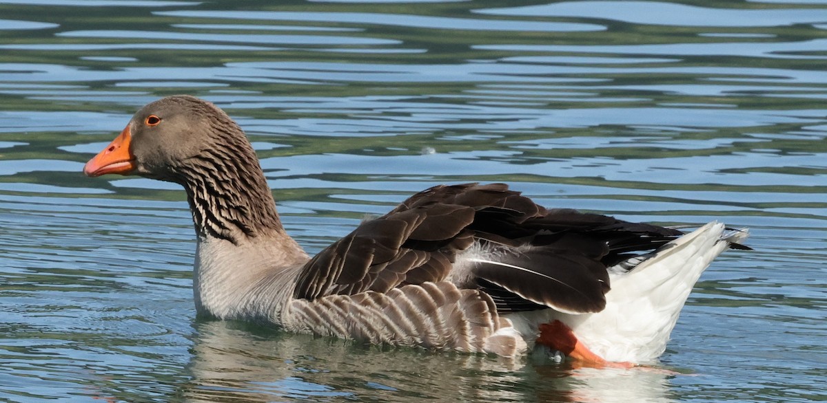 Graylag Goose (Domestic type) - Chris Gilbert