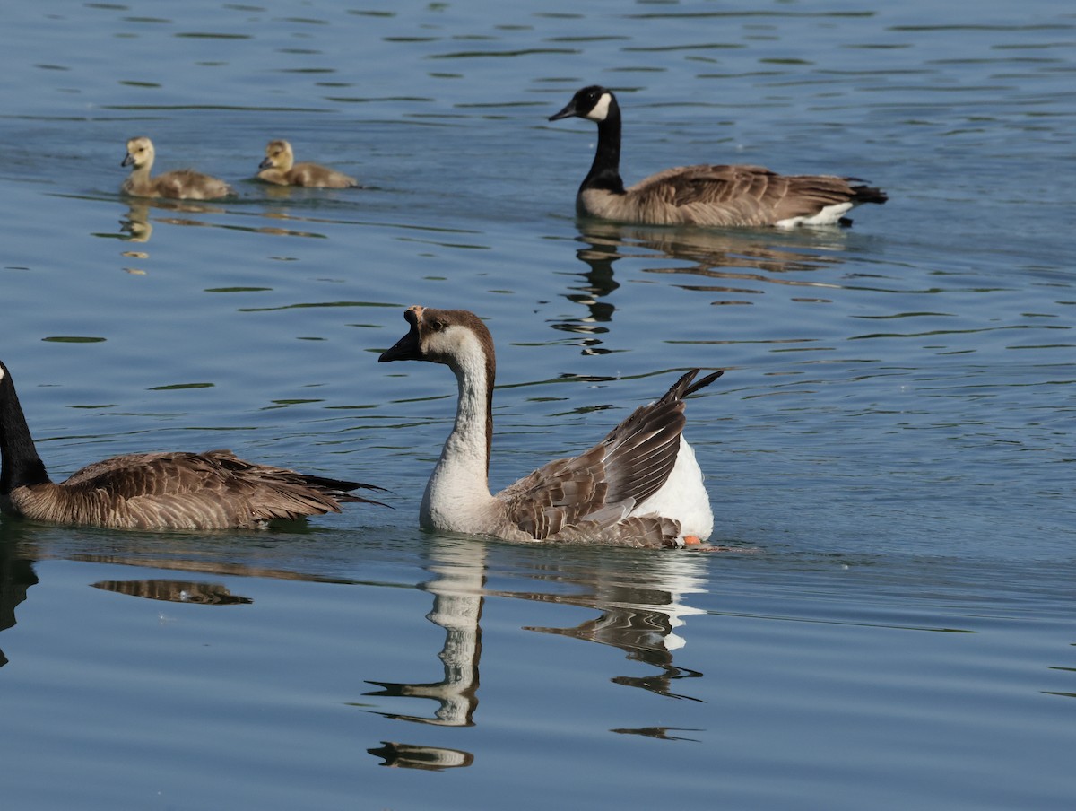 Swan Goose (Domestic type) - ML620212526