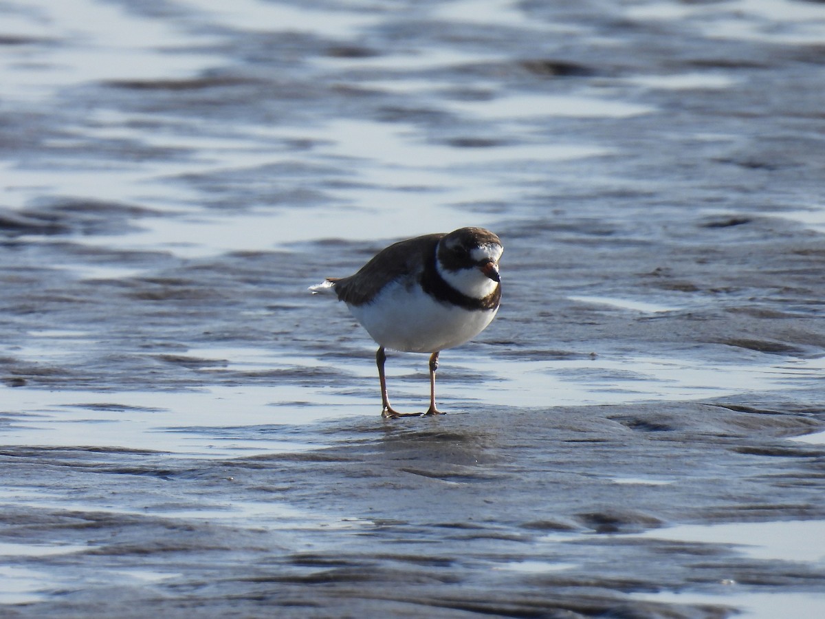Semipalmated Plover - ML620212538
