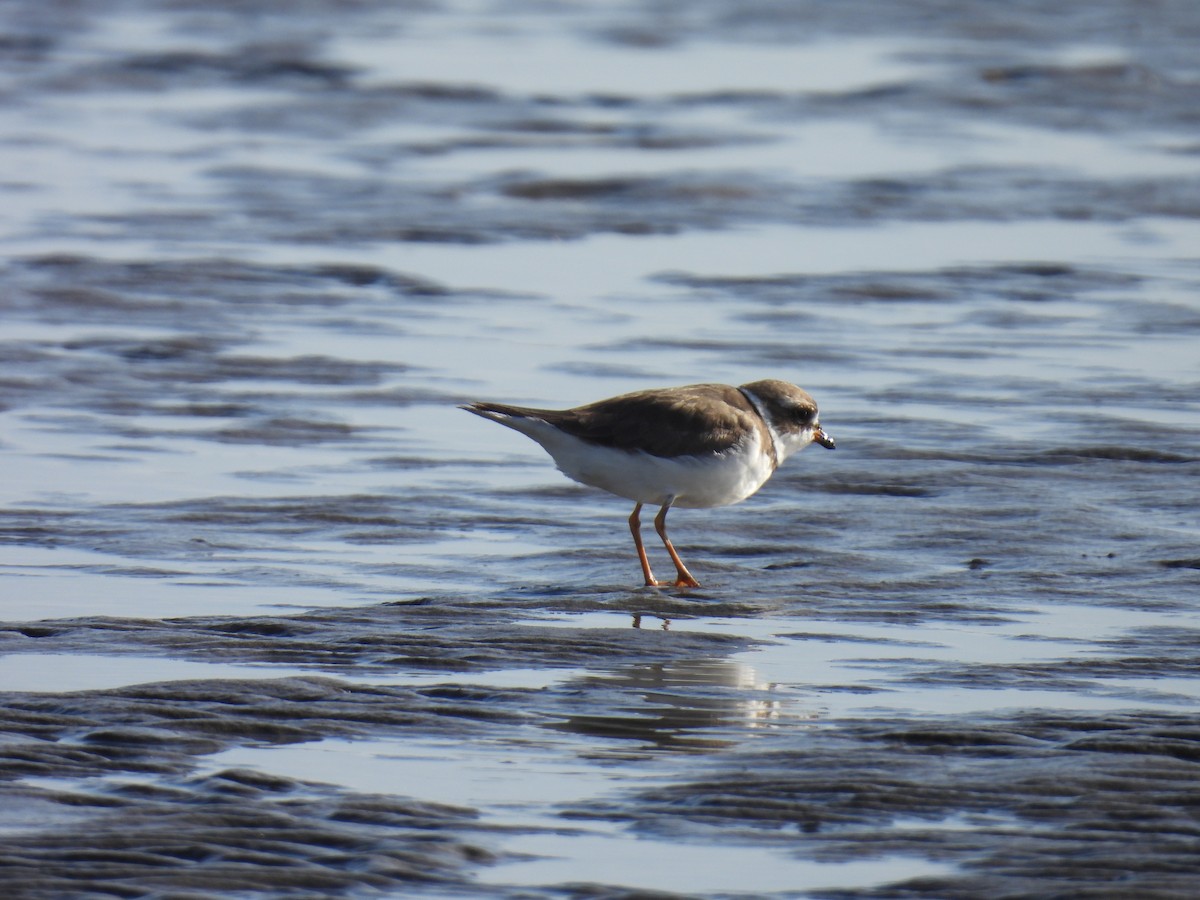 Semipalmated Plover - ML620212539
