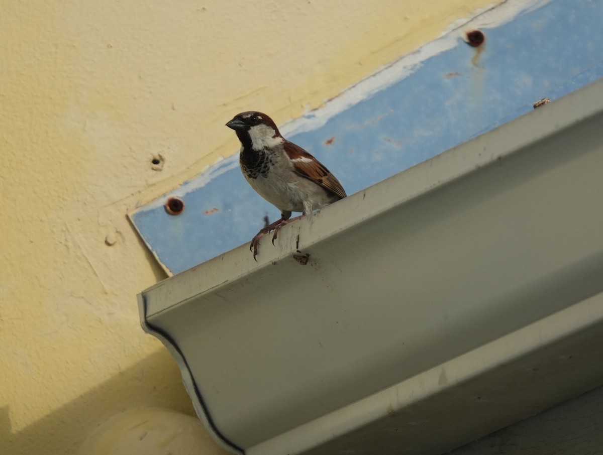 House Sparrow - ML620212550