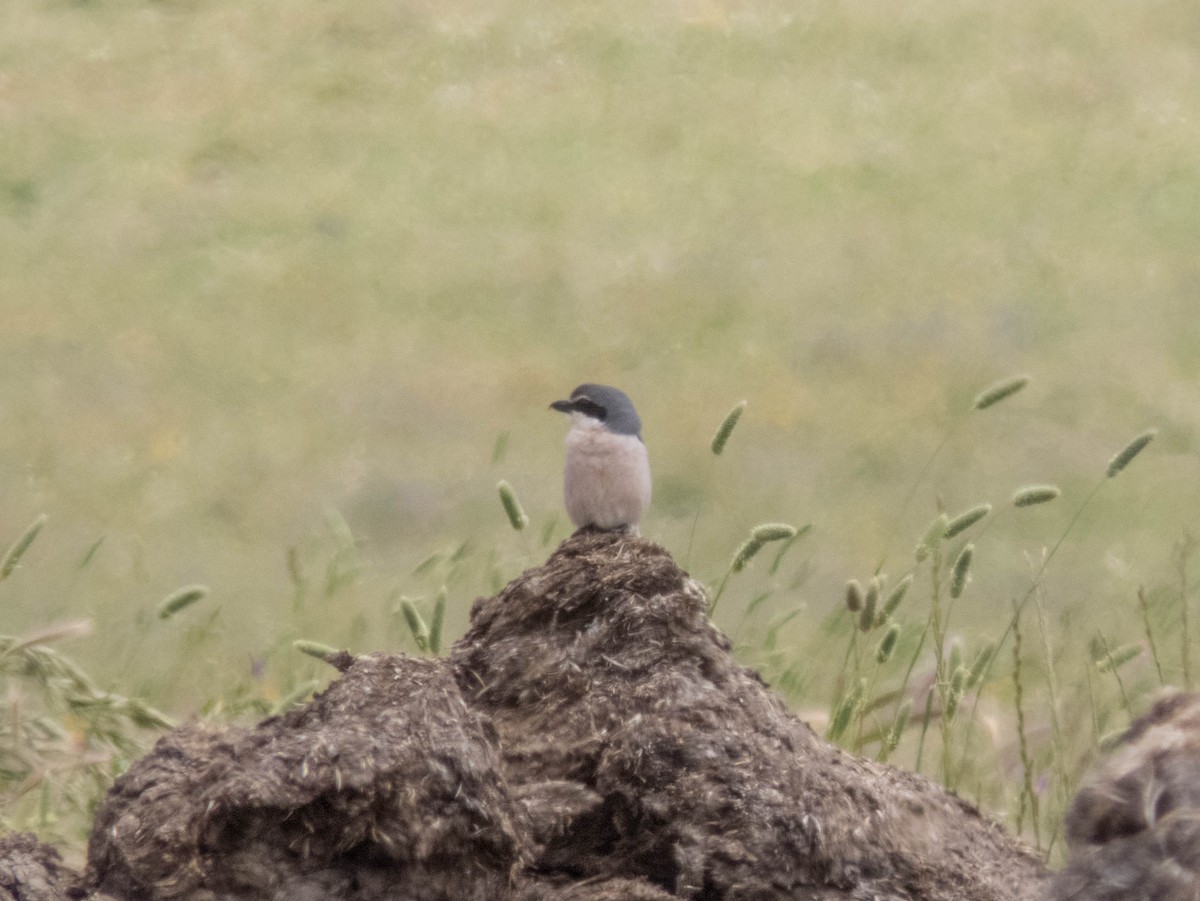 Iberian Gray Shrike - ML620212559