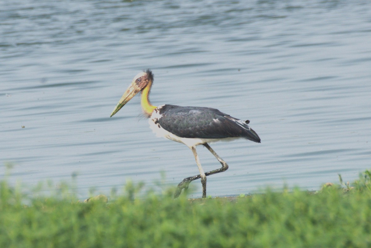 Lesser Adjutant - ML620212566