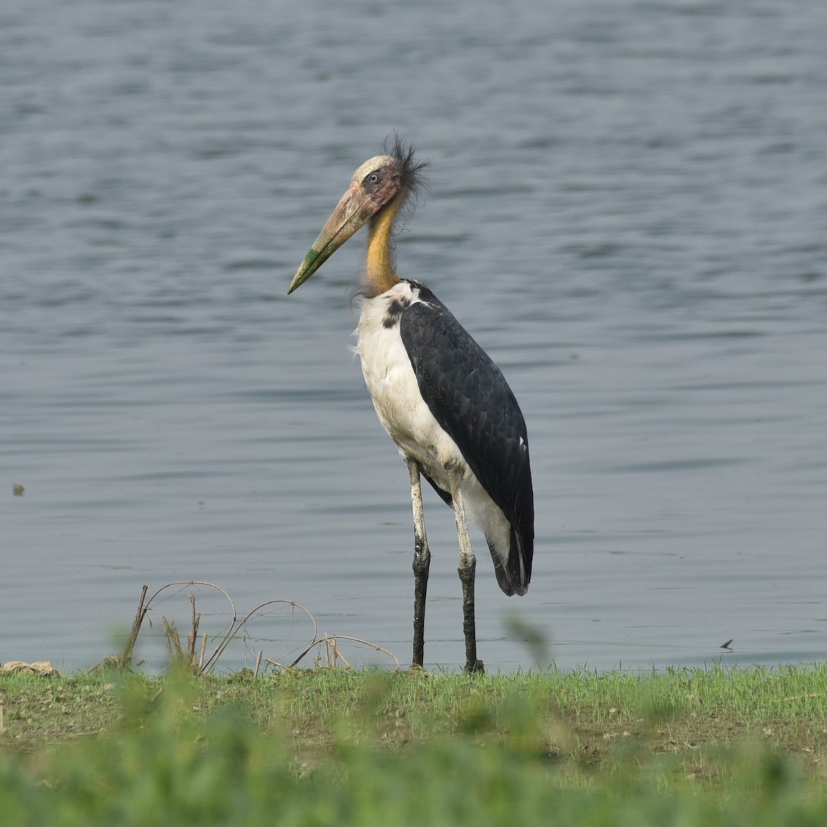 Lesser Adjutant - ML620212567