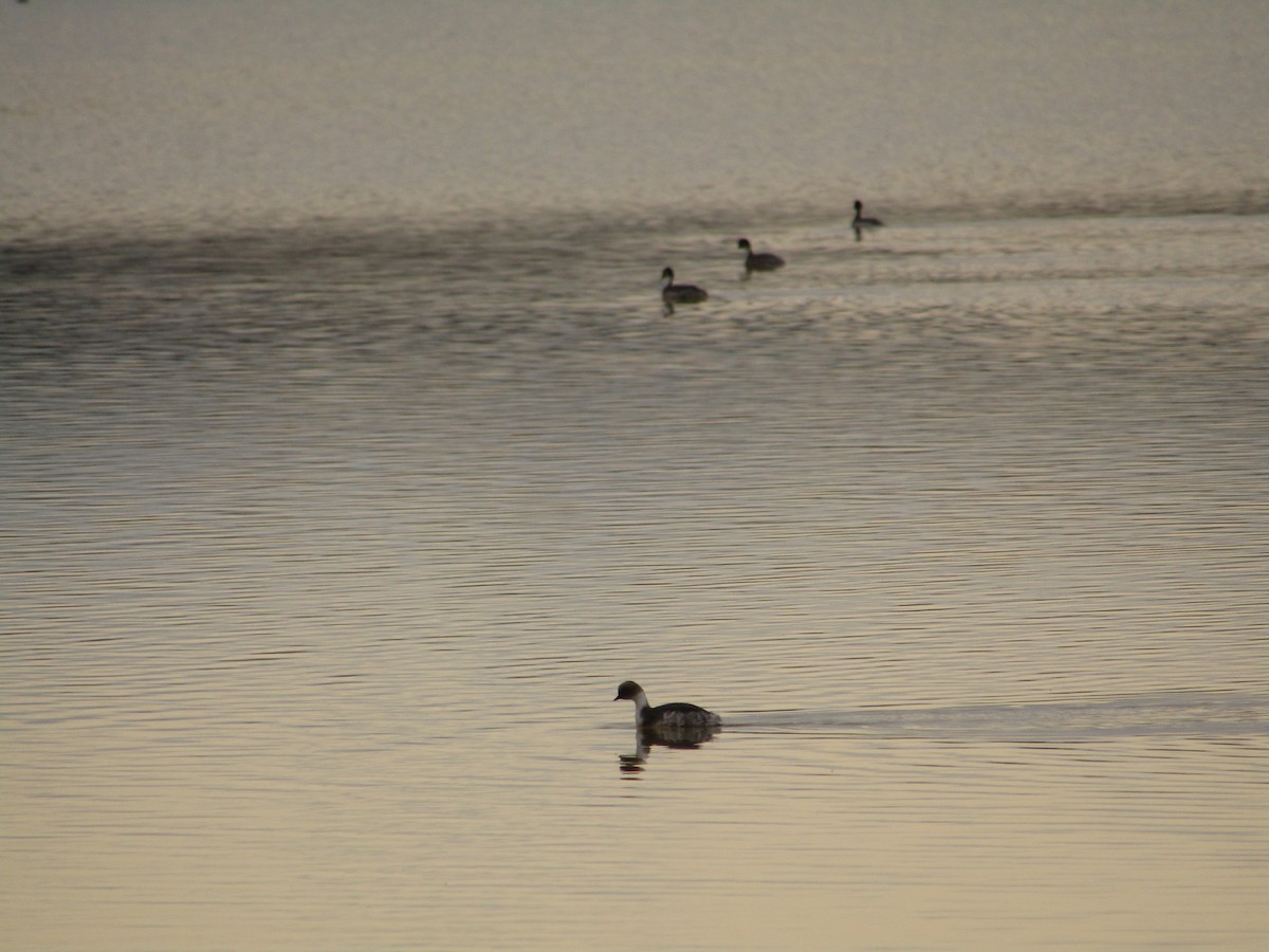 Silvery Grebe - Emilse Rizzuto