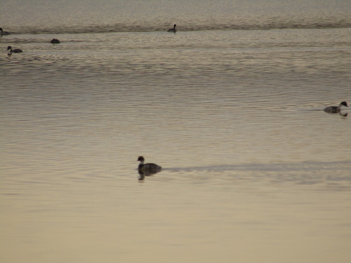 Silvery Grebe - Emilse Rizzuto