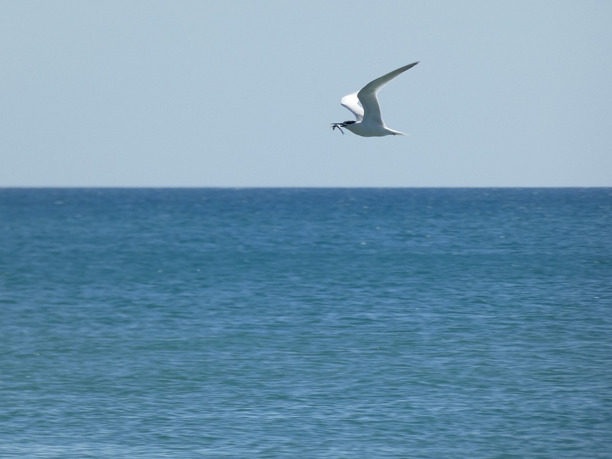 Sandwich Tern - ML620212583