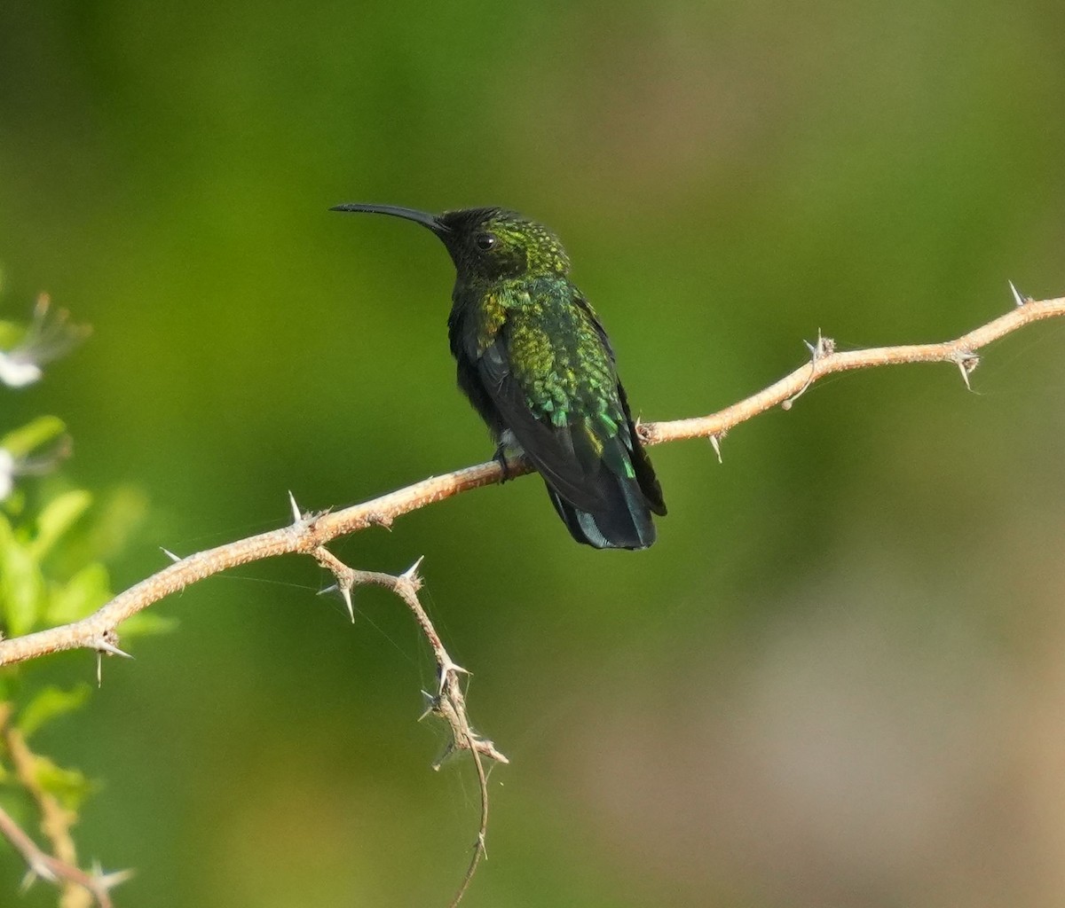 Green-throated Carib - ML620212586