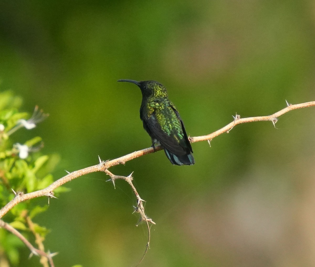 Green-throated Carib - ML620212587