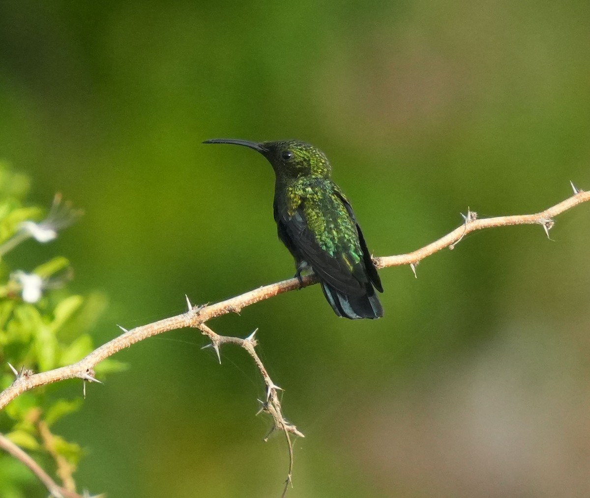 Green-throated Carib - ML620212588