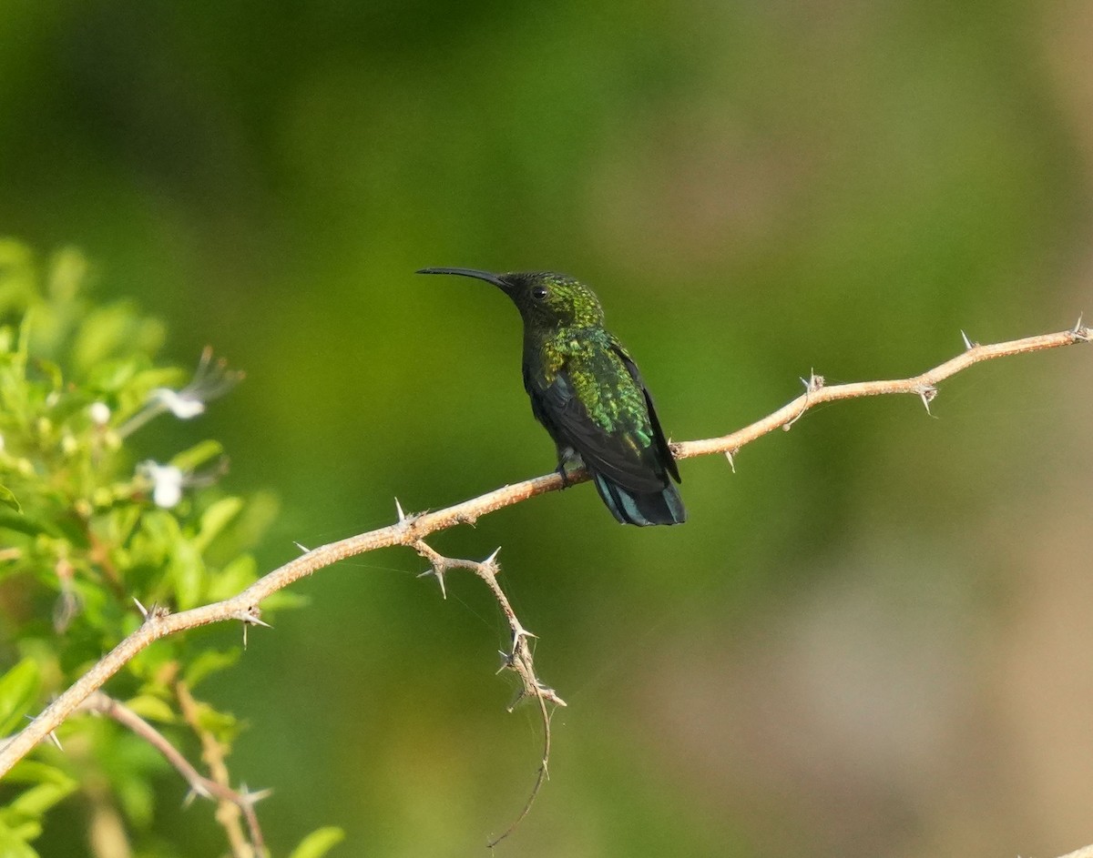 Green-throated Carib - ML620212589