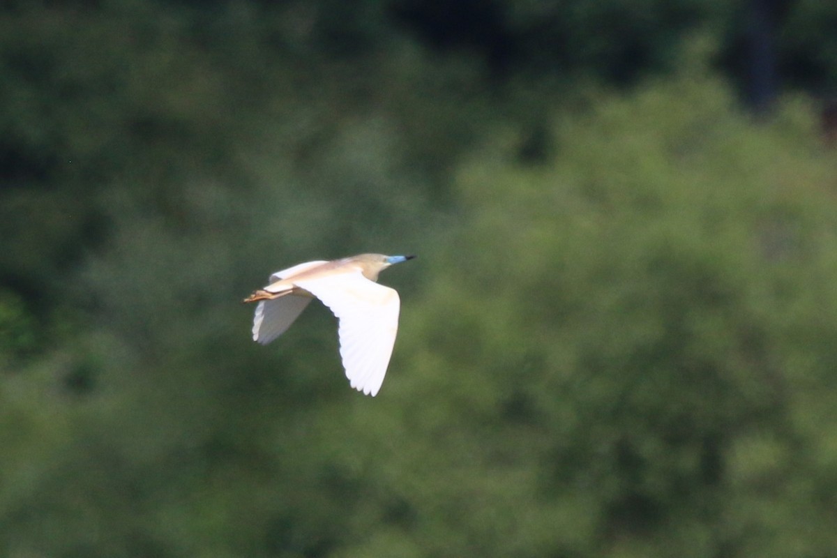 Squacco Heron - ML620212592