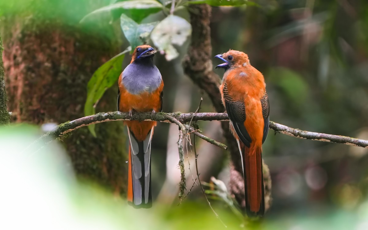 Whitehead's Trogon - ML620212603