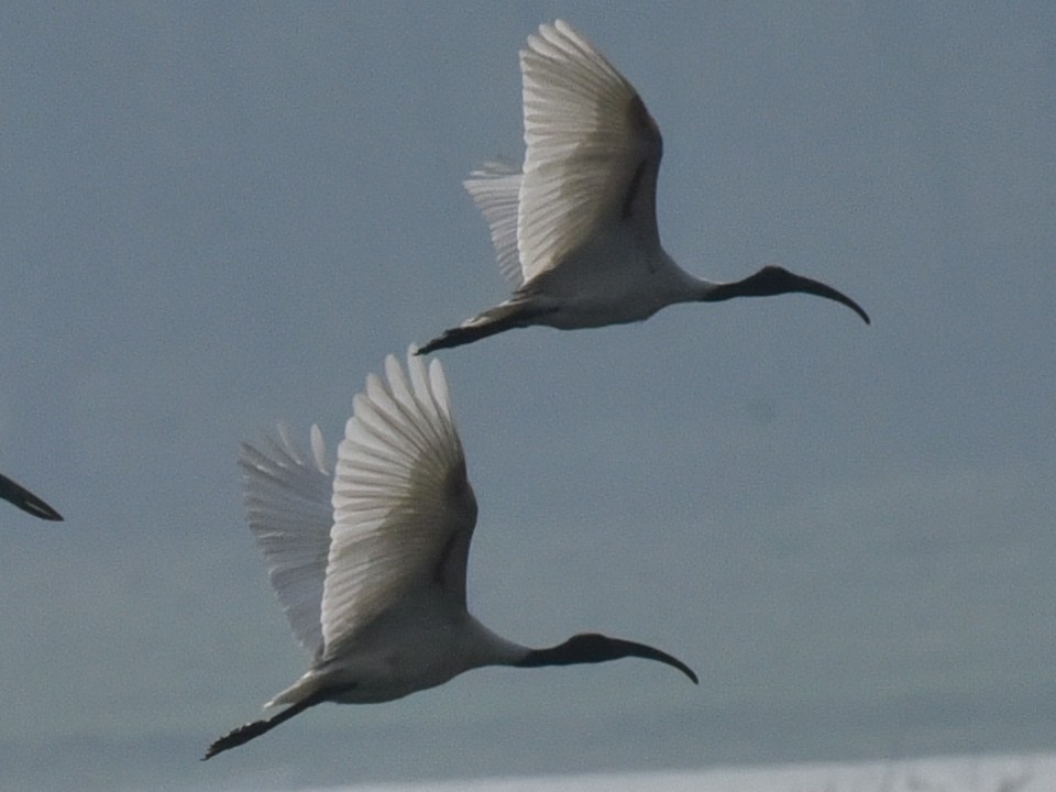 Black-headed Ibis - ML620212613