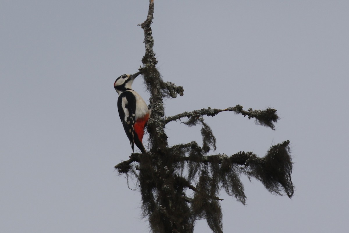 Great Spotted Woodpecker - ML620212616