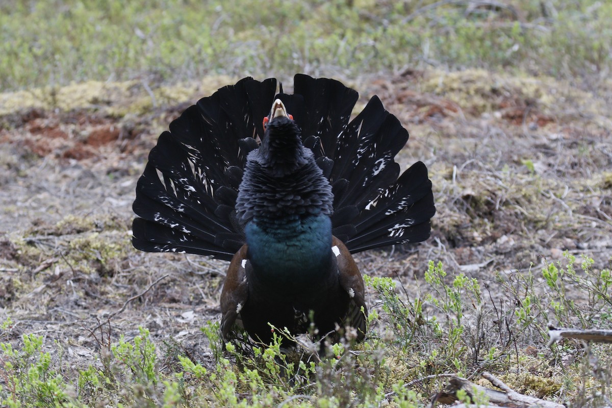 Western Capercaillie - ML620212620