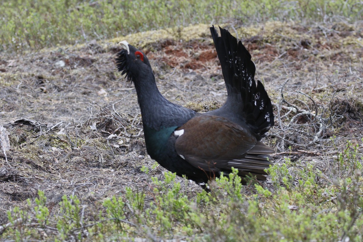 Western Capercaillie - ML620212622