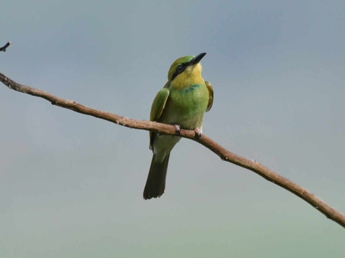 Asian Green Bee-eater - ML620212635