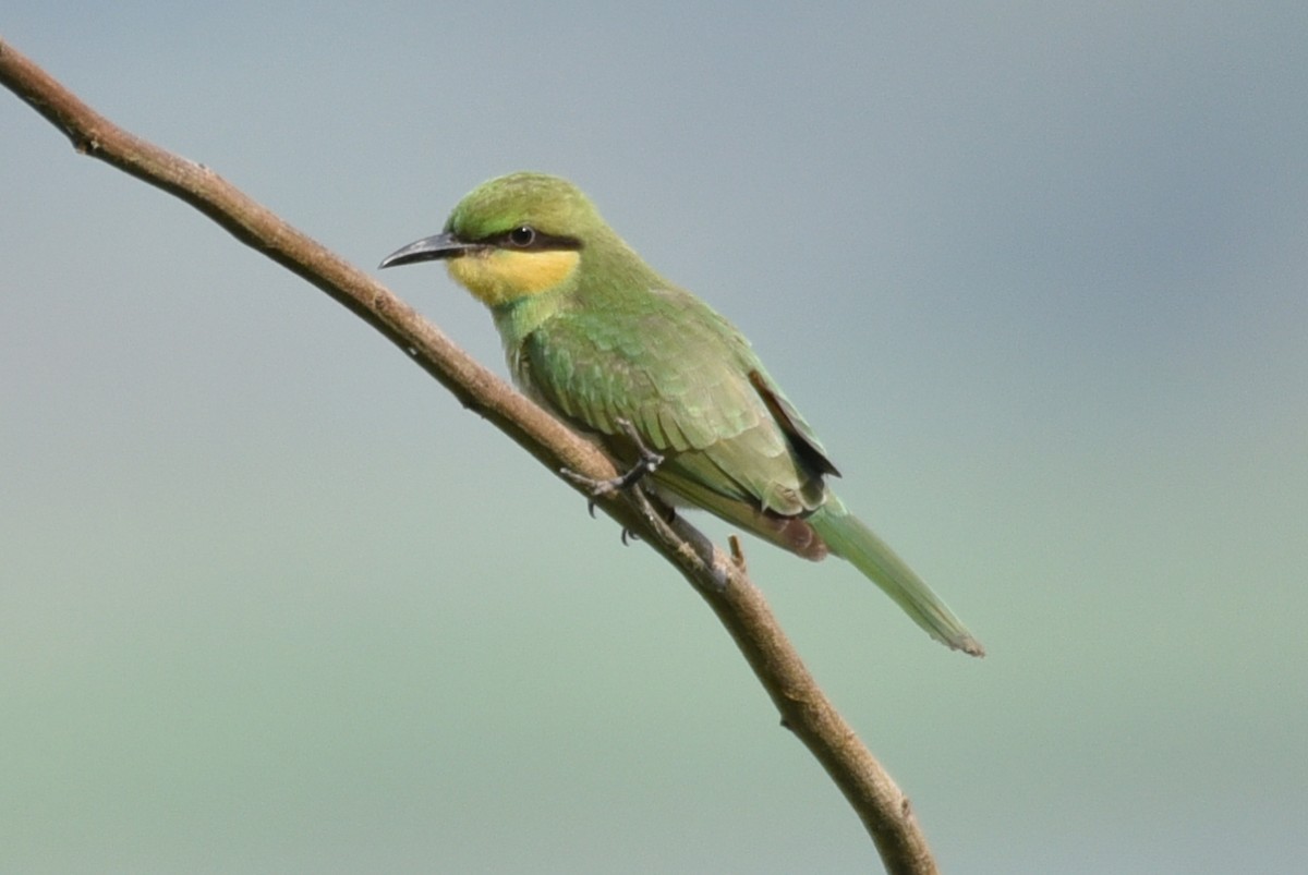 Asian Green Bee-eater - ML620212636