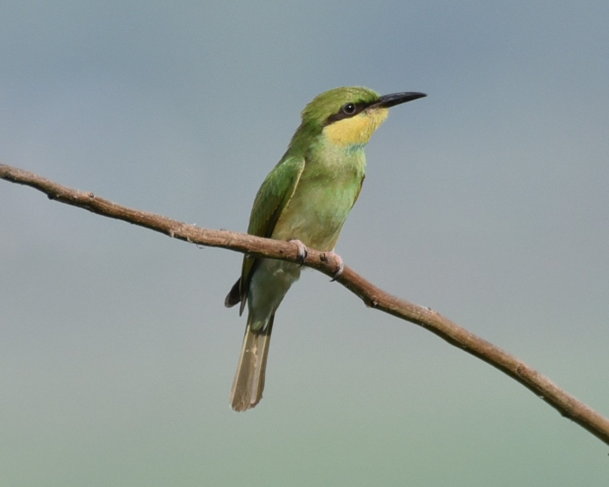 Abejaruco Esmeralda Oriental - ML620212638