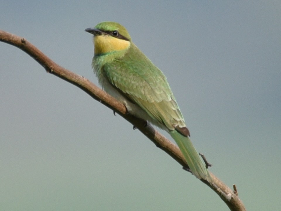 Asian Green Bee-eater - ML620212639