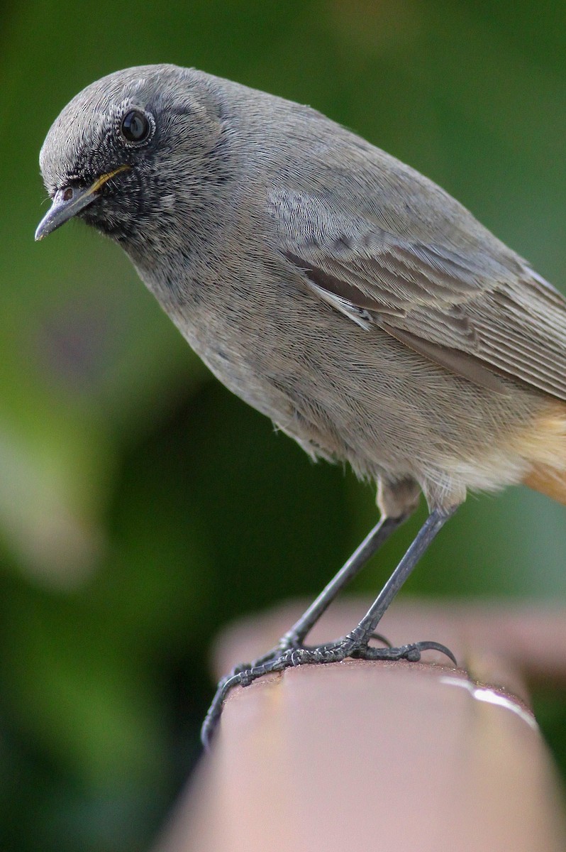 Black Redstart - ML620212644