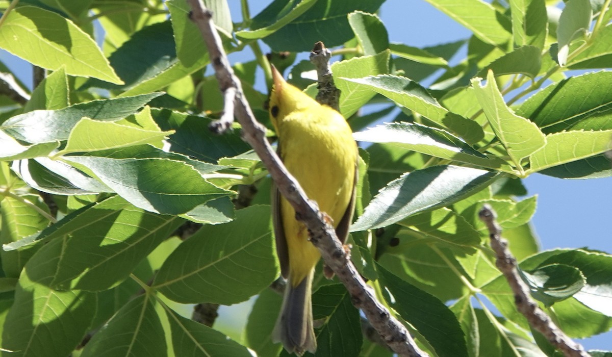 Wilson's Warbler - ML620212649