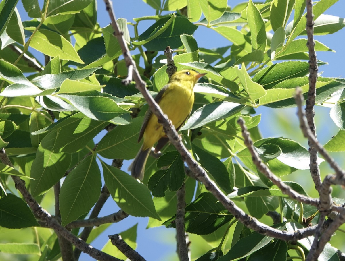 Wilson's Warbler - ML620212650