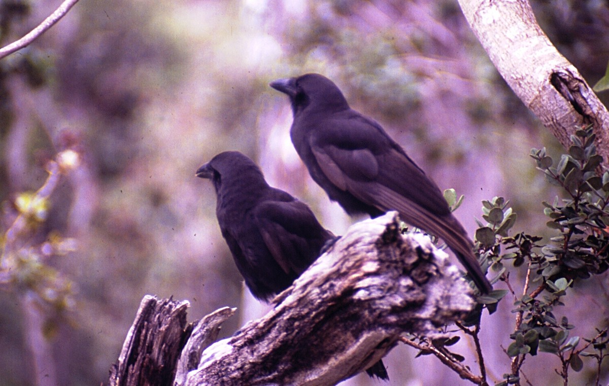 Hawaiian Crow - ML620212668