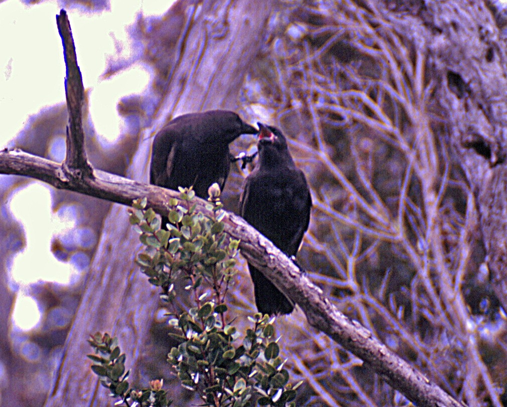 Hawaiian Crow - ML620212670