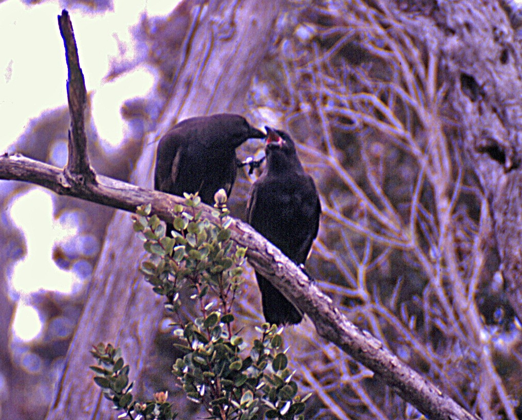 Hawaiian Crow - Mark Nikas