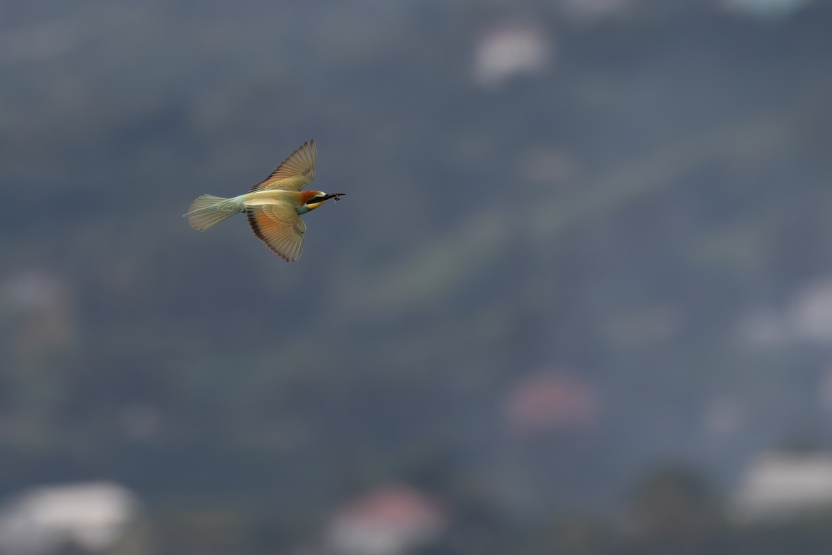 European Bee-eater - ML620212673