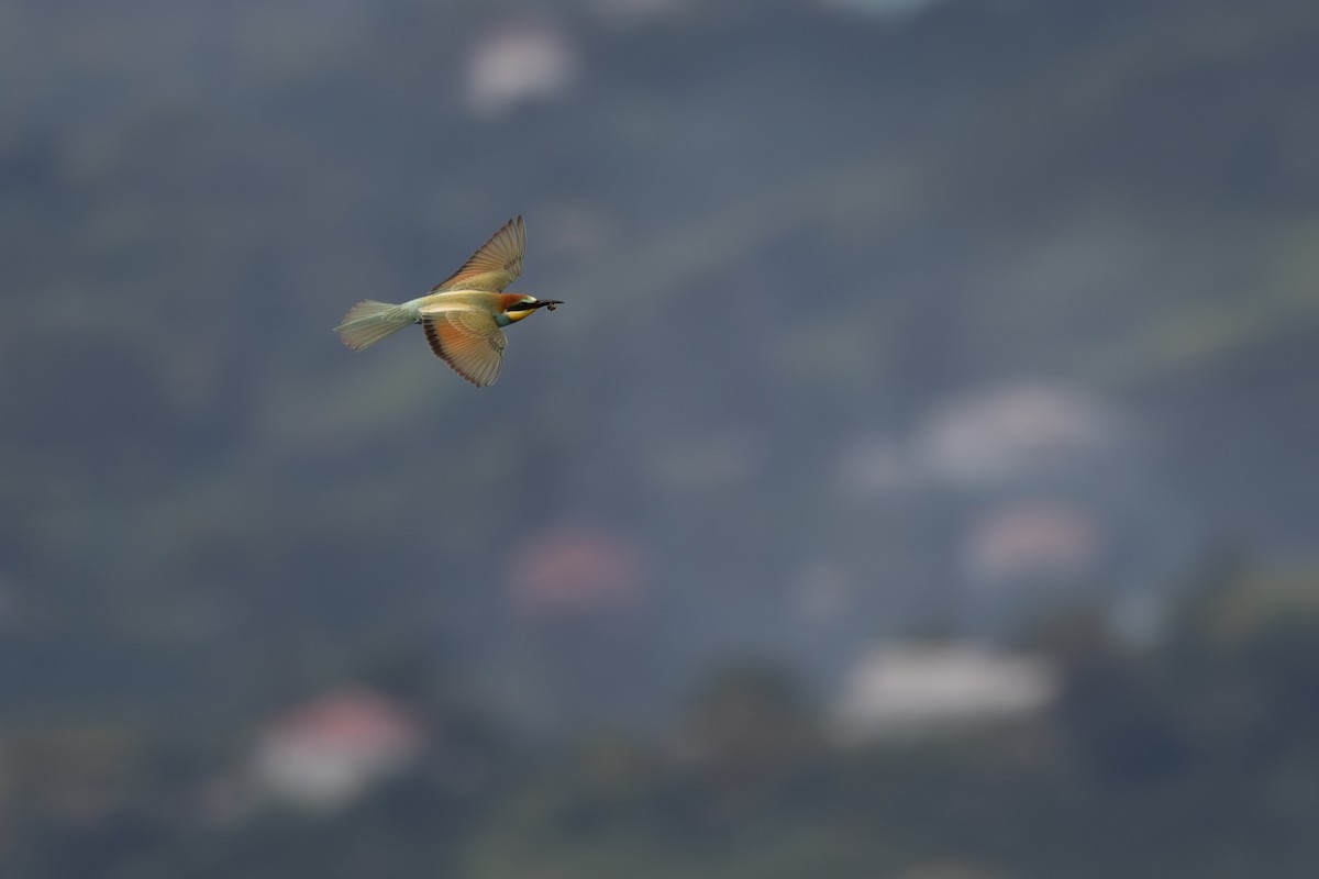 European Bee-eater - Bart Hoekstra