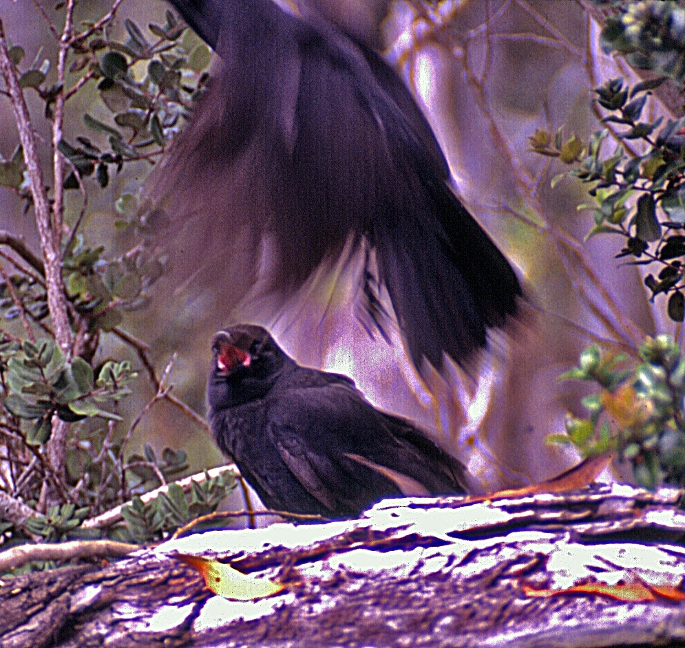Hawaiian Crow - ML620212675