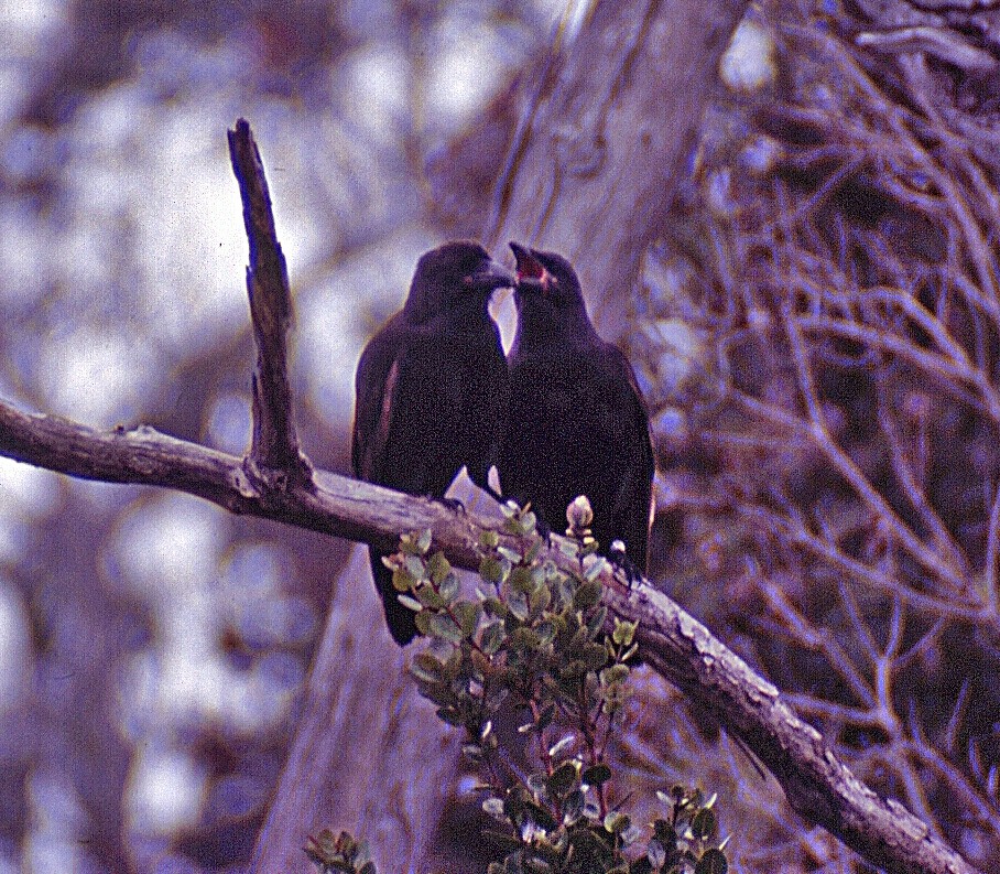 Hawaiian Crow - ML620212683