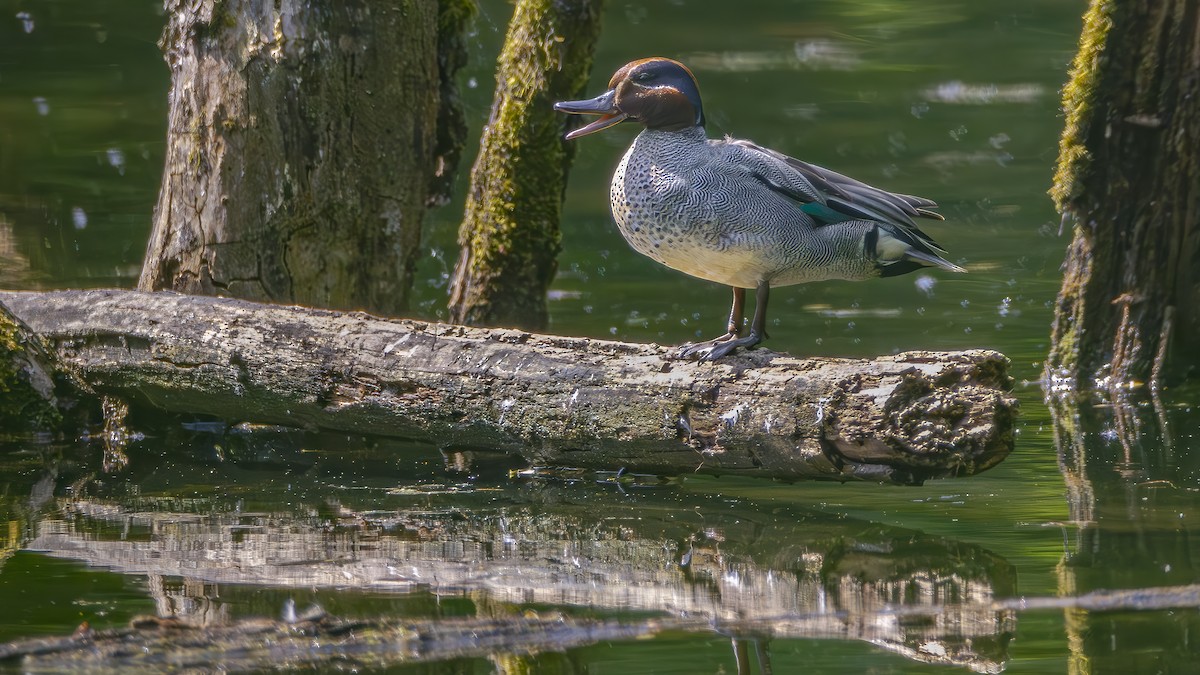 Green-winged Teal - ML620212690