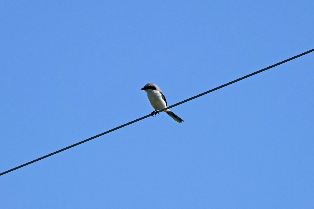 Loggerhead Shrike - ML620212695