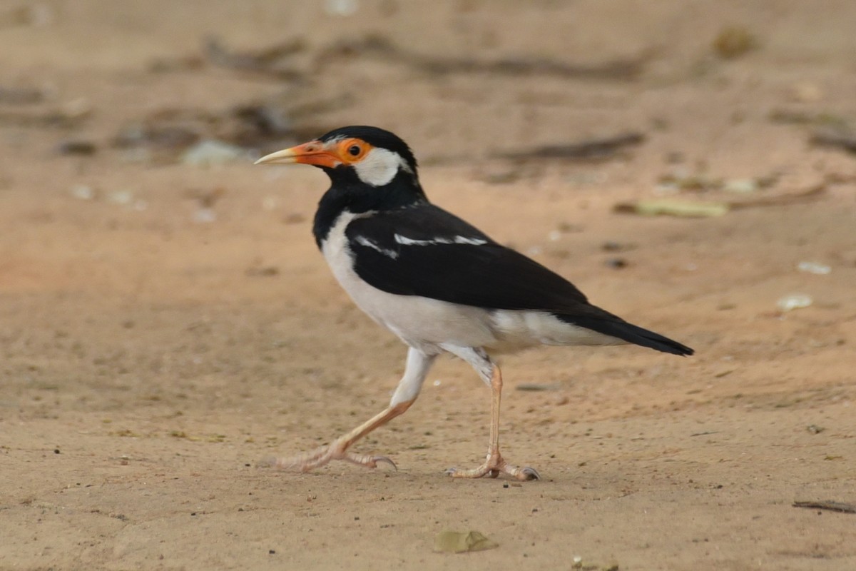 Indian Pied Starling - ML620212696