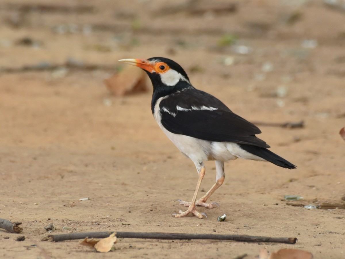 Indian Pied Starling - ML620212697