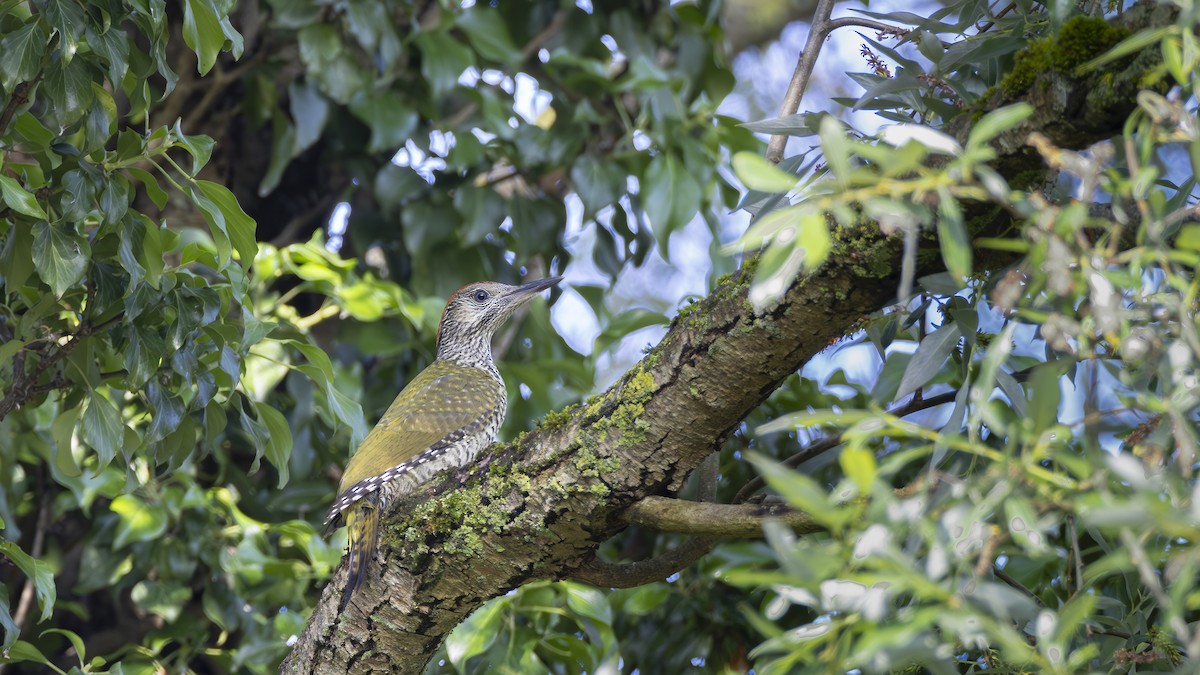 Eurasian Green Woodpecker - ML620212708