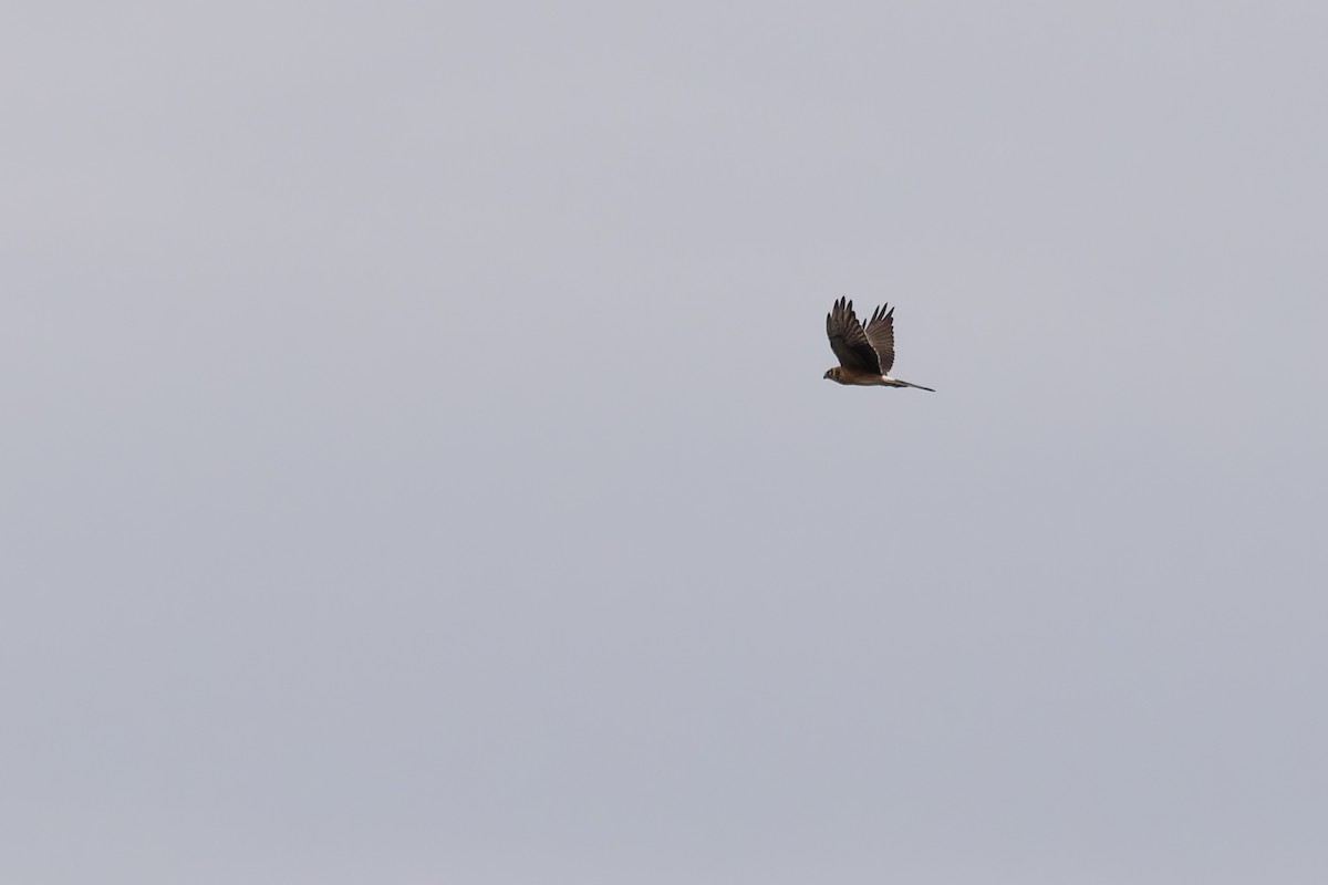 Pallid Harrier - ML620212712