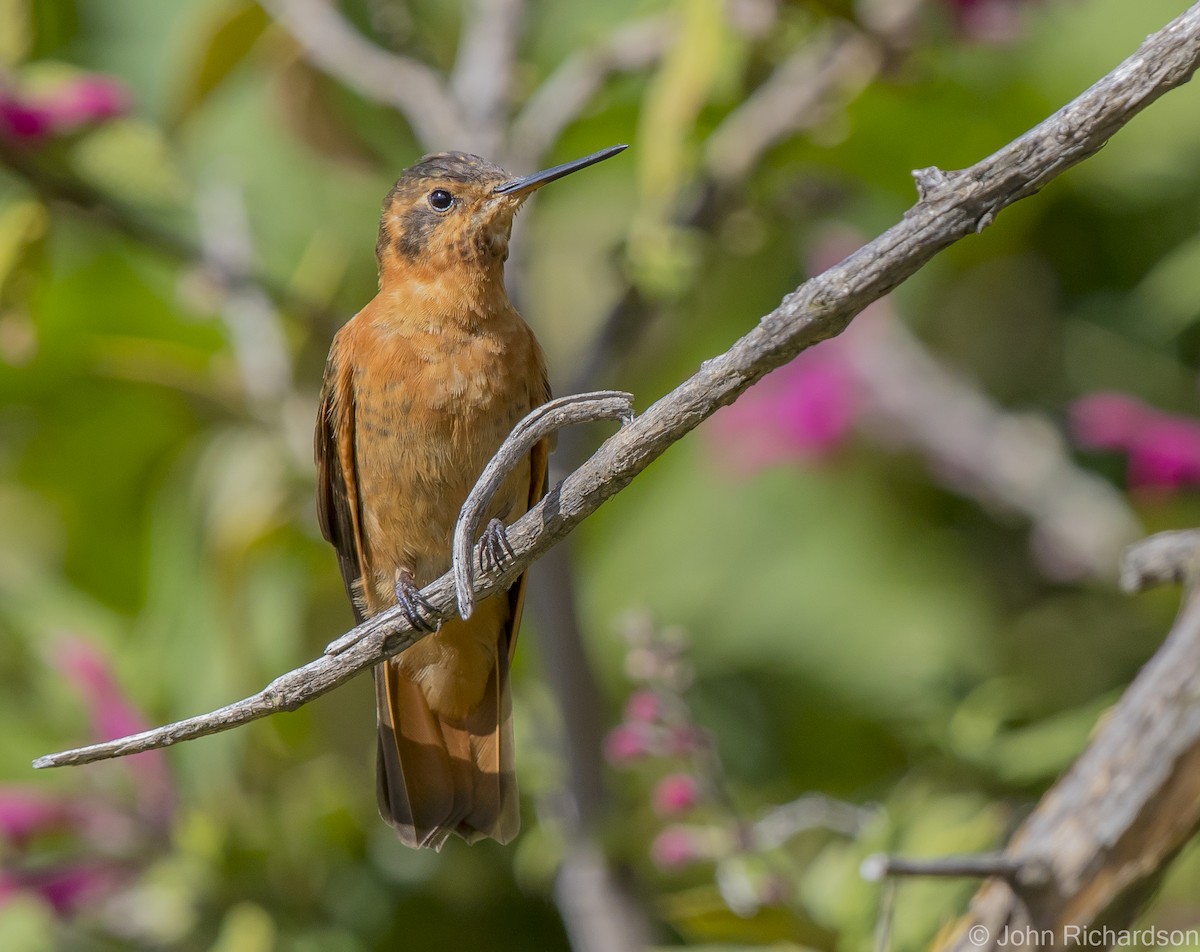 Colibrí Cobrizo - ML620212716