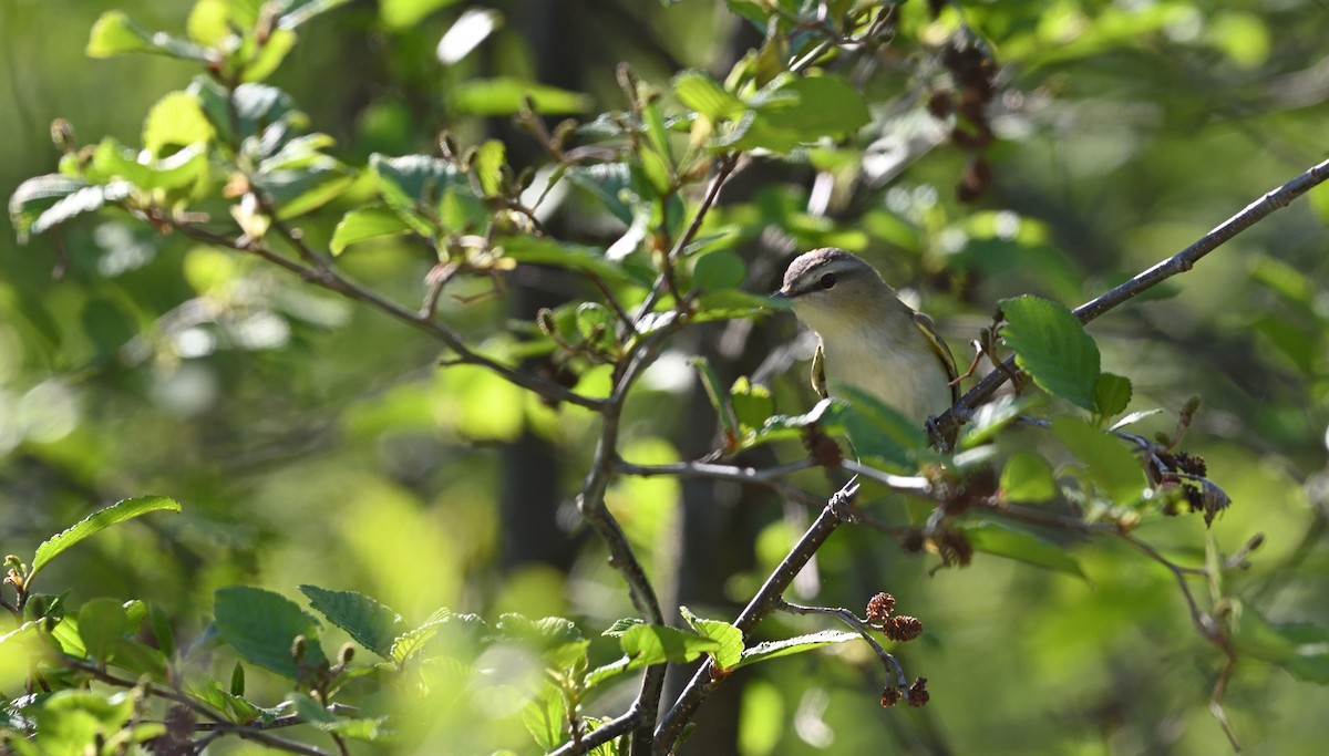 Vireo Ojirrojo - ML620212725