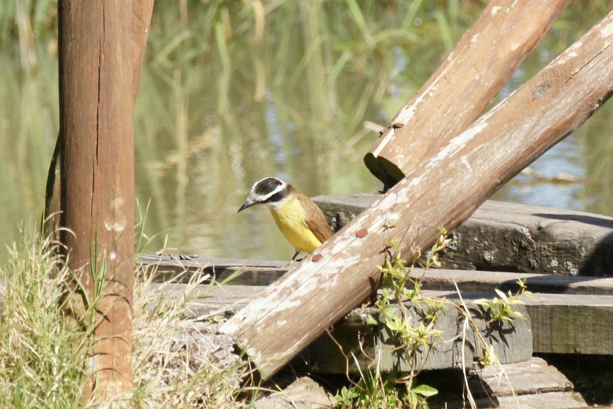 Great Kiskadee - ML620212730