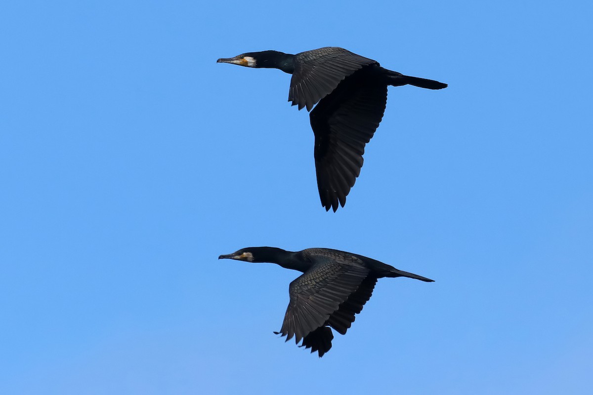 Great Cormorant - ML620212733