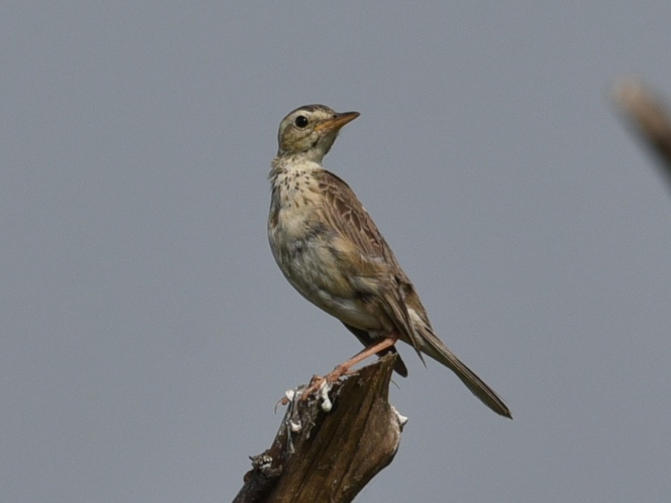 Paddyfield Pipit - ML620212737