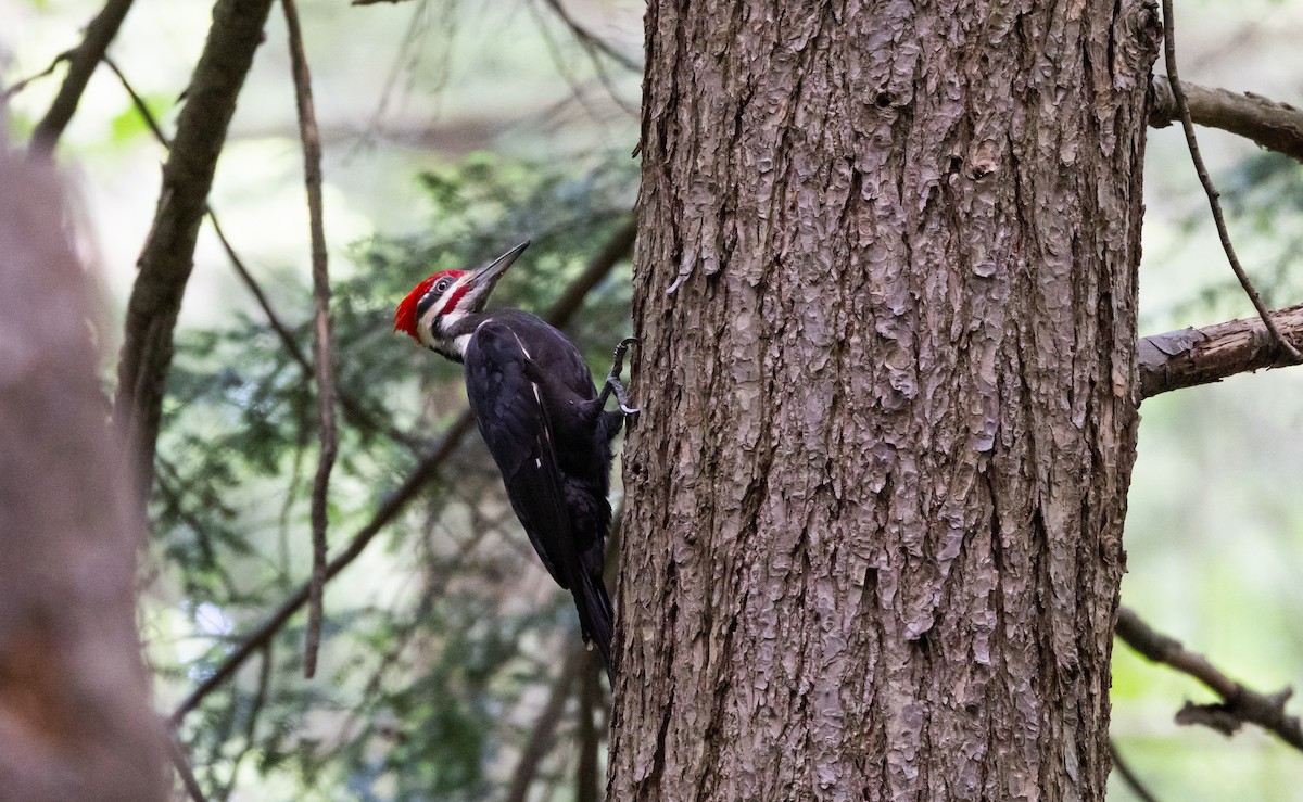 Pileated Woodpecker - ML620212743