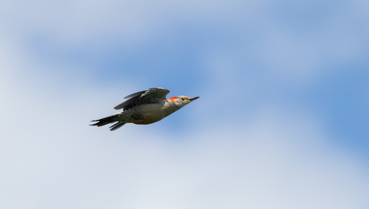 Red-bellied Woodpecker - ML620212747