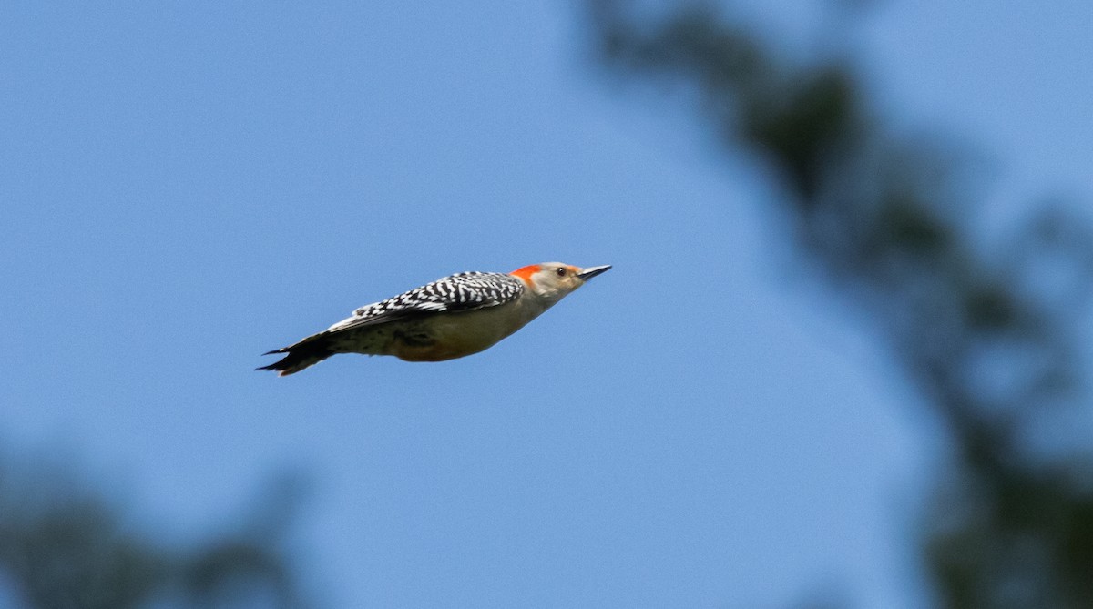 Red-bellied Woodpecker - ML620212748