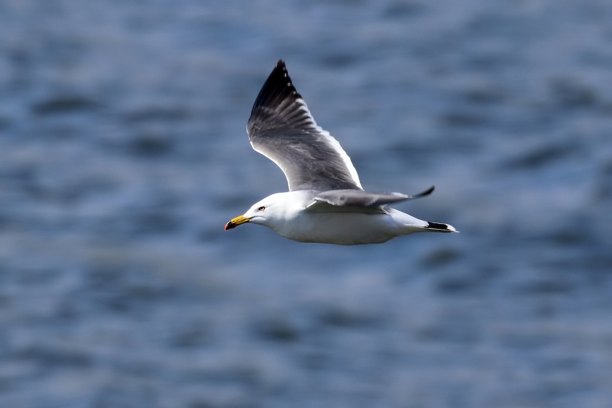 Black-tailed Gull - ML620212761